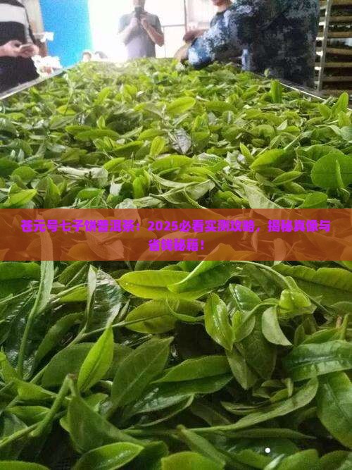 苍元号七子饼普洱茶