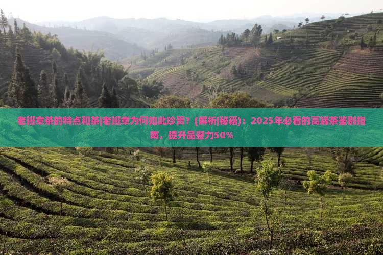 老班章茶的特点和茶