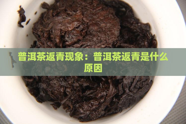 普洱茶返青现象