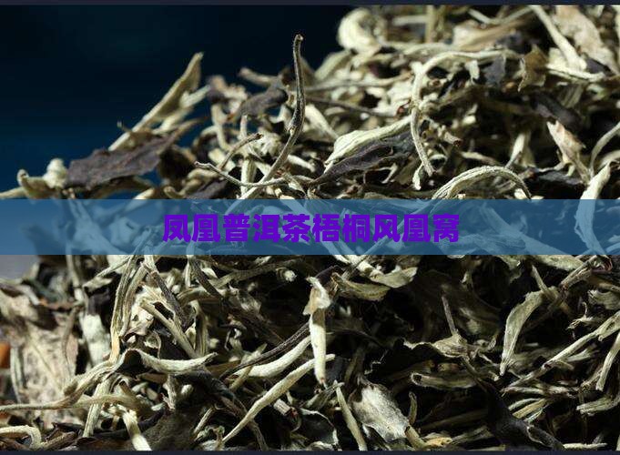 风凰窝普洱茶梧桐
