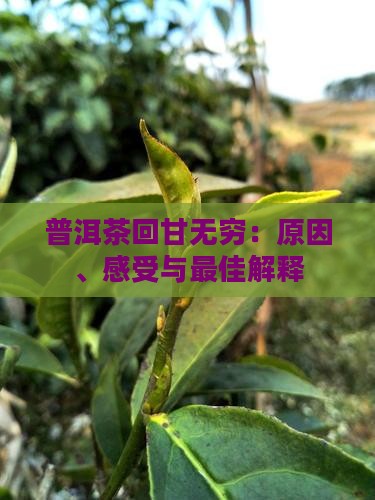 普洱茶回甘无穷