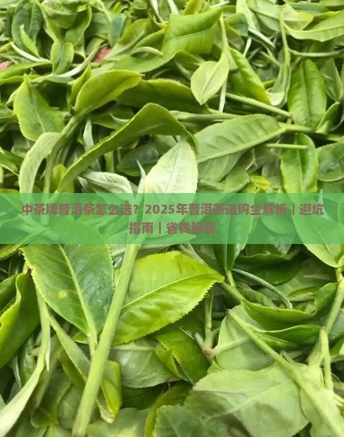中茶牌普洱茶科普