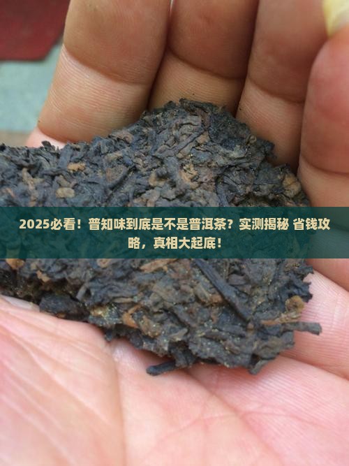 普知味是普洱茶吗