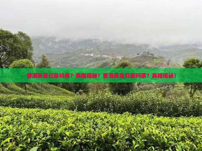 普洱茶是红茶吗茶