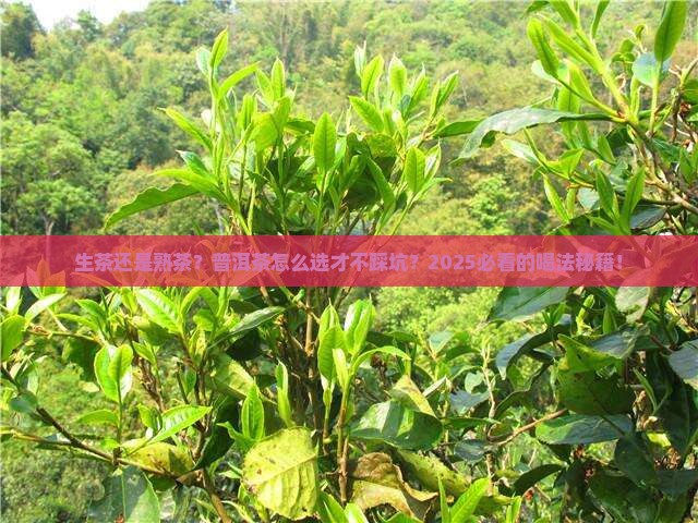 普洱茶喝生茶或熟茶好