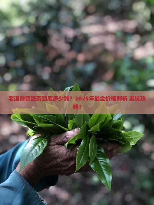 老道箐普洱茶价格表