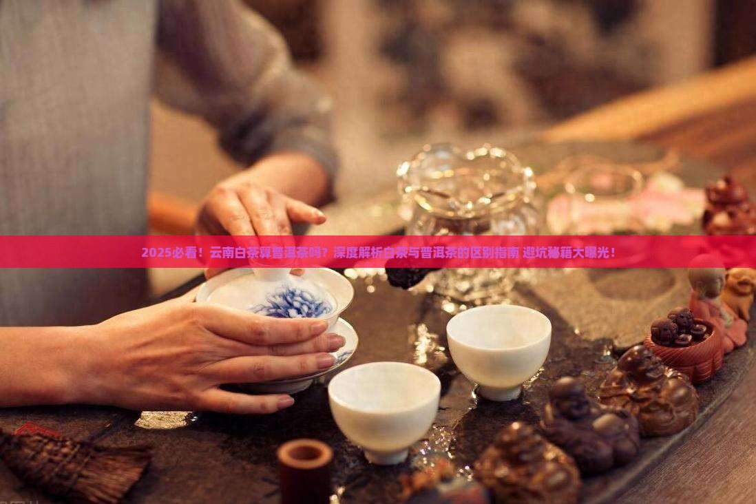 云南白茶算普洱茶吗