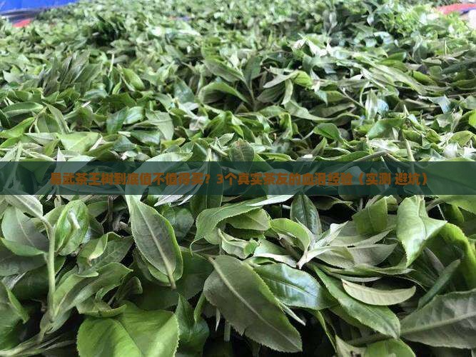 普洱茶易武茶王树普洱茶
