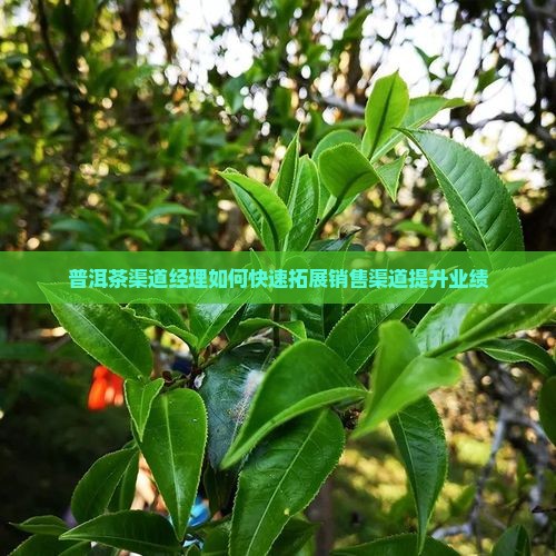 普洱茶渠道经理