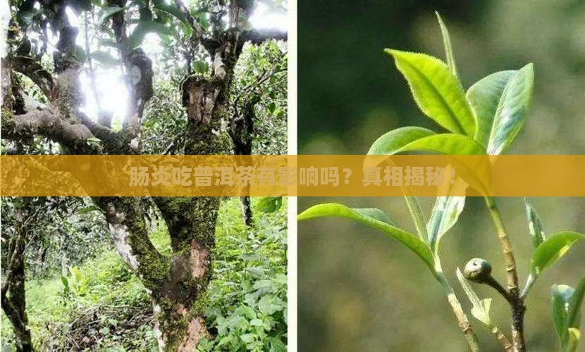 肠炎吃普洱茶有影响吗