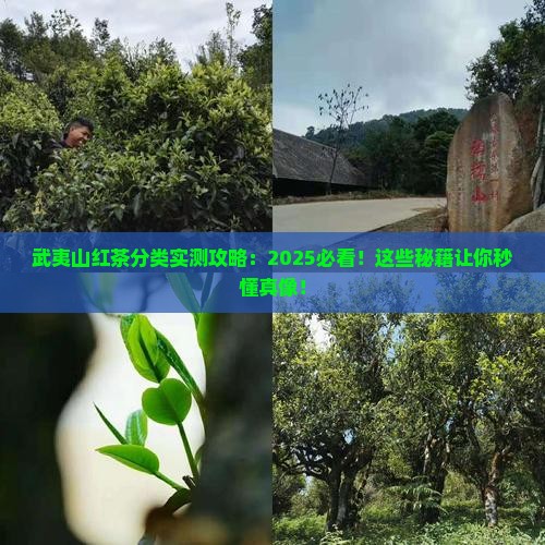 武夷山红茶分类