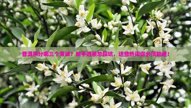 普洱茶分哪三个等级
