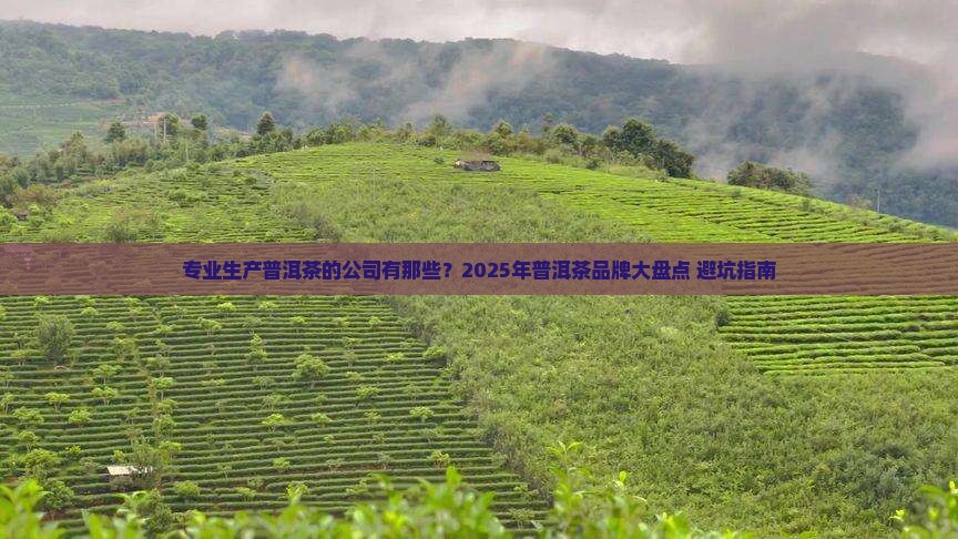 专业生产普洱茶的公司有那些