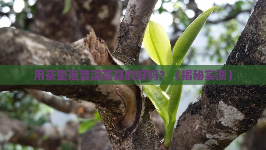 用茶壶泡普洱茶好吗
