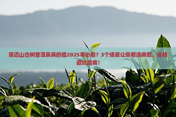 景迈山古树普洱茶怎么样
