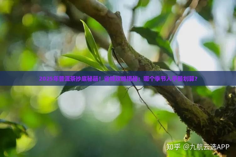 普洱茶什么季节买最便宜