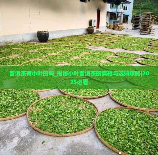 普洱茶有小叶的吗
