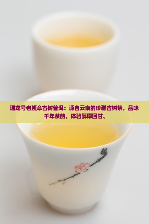 瑞龙号老班章古树普洱