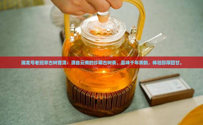 瑞龙号老班章古树普洱
