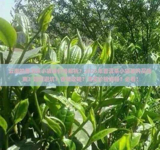 云南的普洱茶小袋装的价格