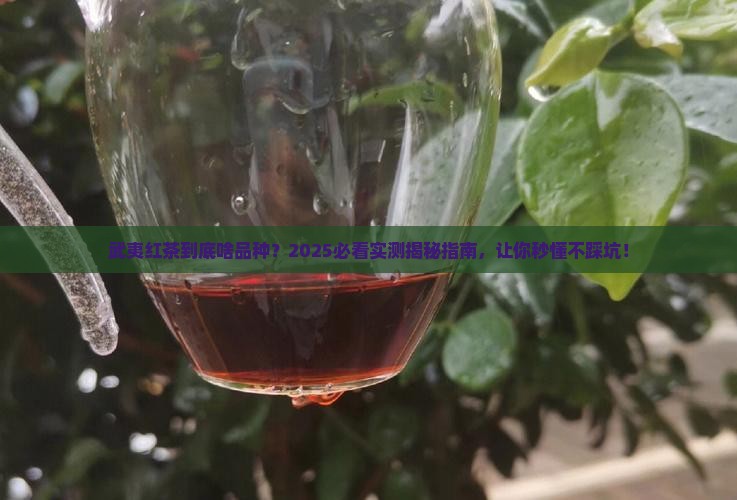 武夷红茶是什么品种