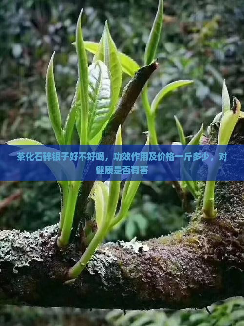 茶化石碎银子好不好