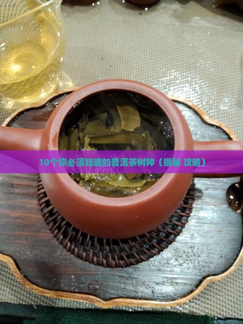 普洱茶类树种有哪些品种