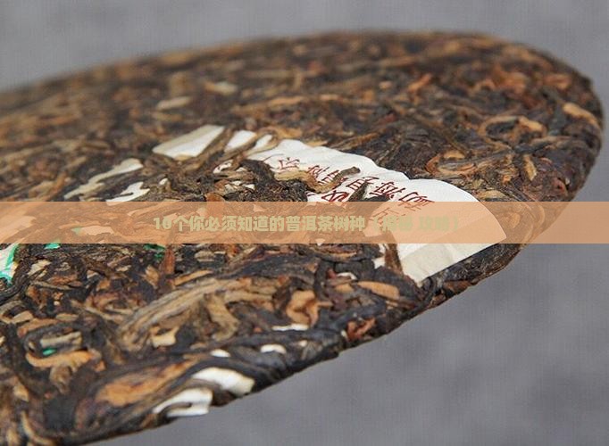 普洱茶类树种有哪些品种