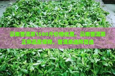 云南普洱茶1500斤