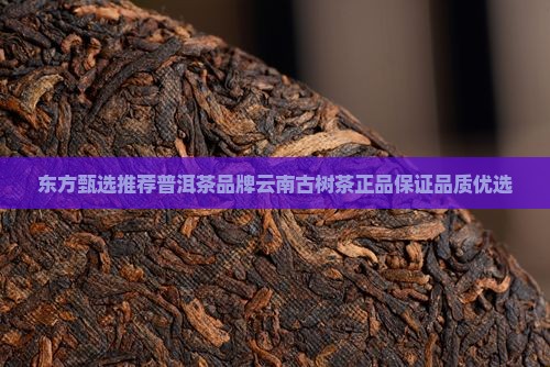 东方甄选推荐普洱茶品牌