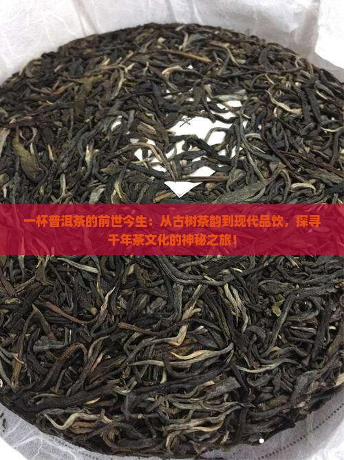 一杯普洱茶的前世今生