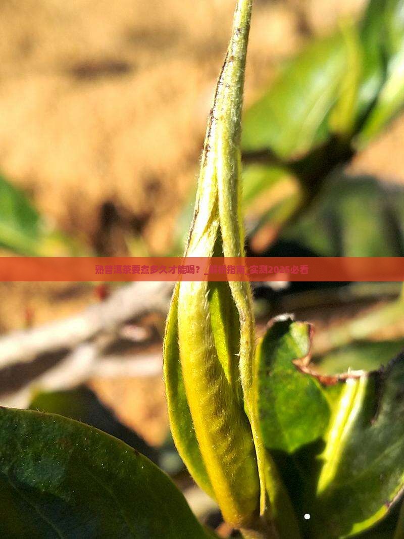 熟普洱茶要煮多久才能喝