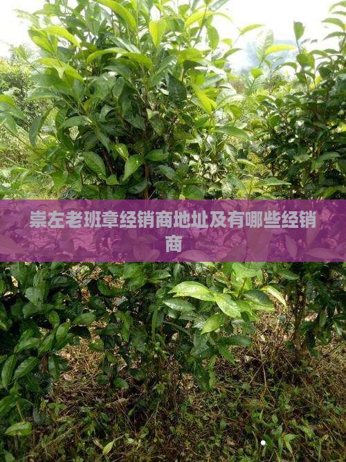 崇左老班章经销商