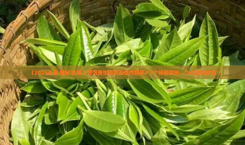 普洱茶生茶发霉是怎么样