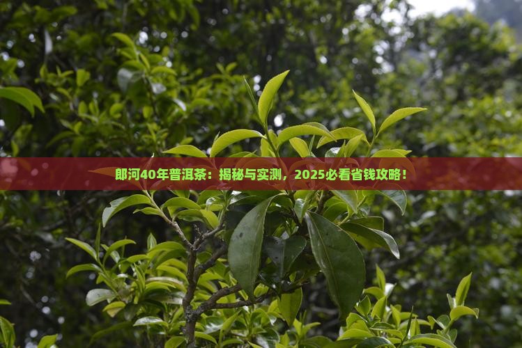 郎河40年普洱茶