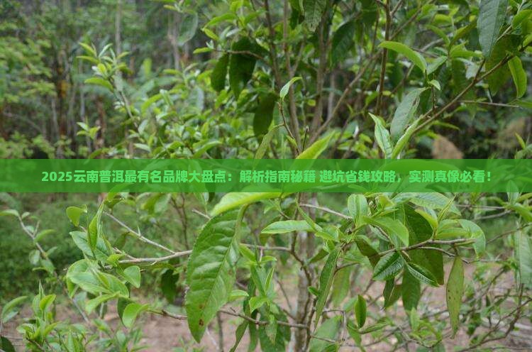 云南普洱最有名的品牌