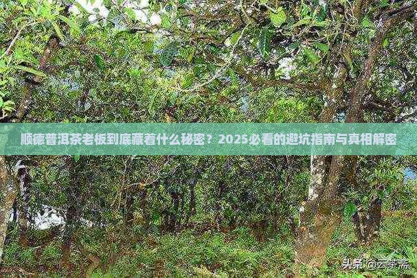 顺德普洱茶老板