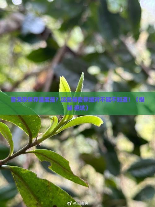 普洱茶保存温度是