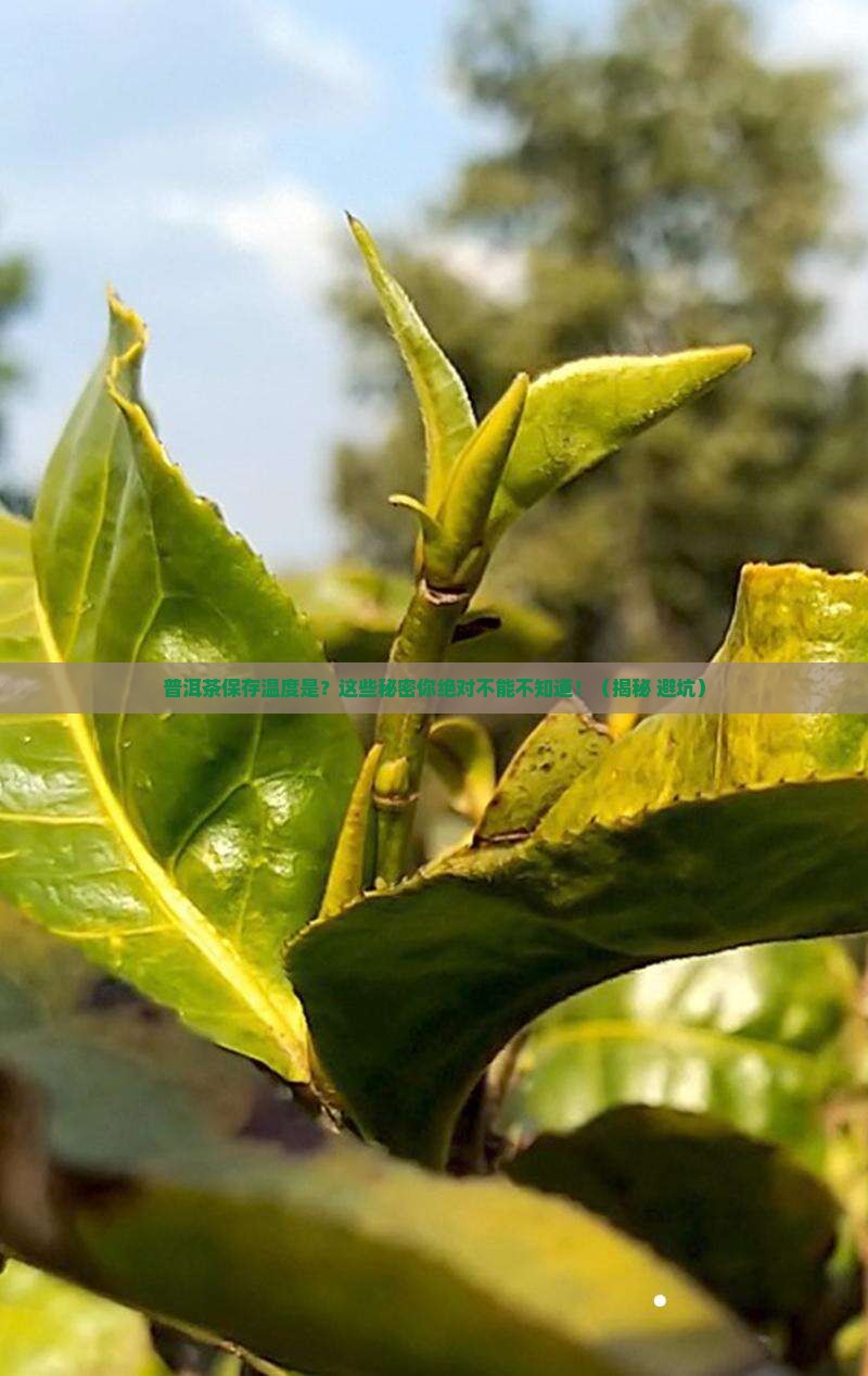 普洱茶保存温度是