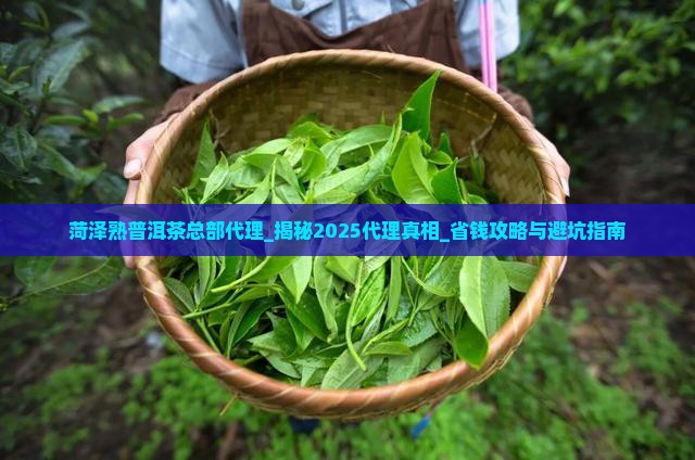 菏泽熟普洱茶总部代理