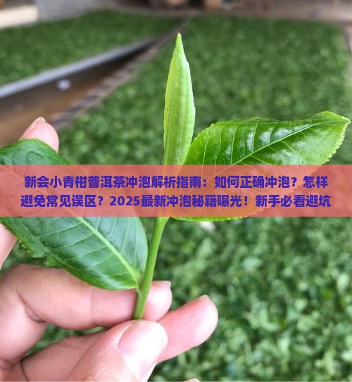 新会小青柑普洱茶冲泡