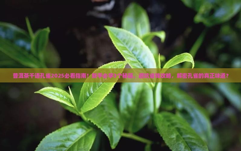 普洱茶千语孔雀