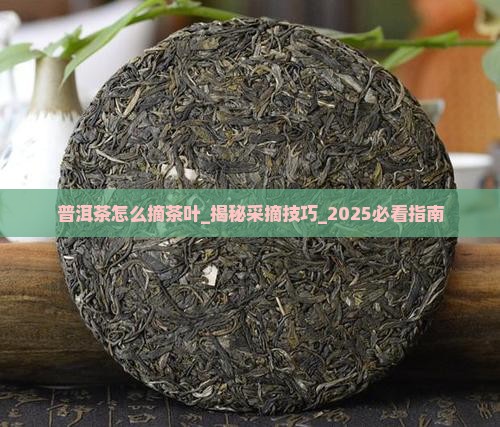 普洱茶怎么摘茶叶