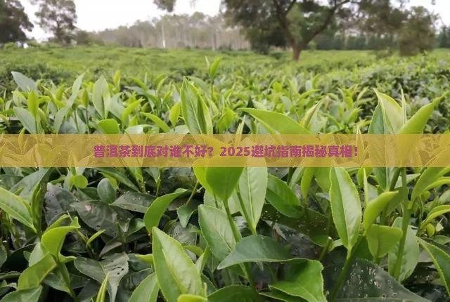 普洱茶对什么不好