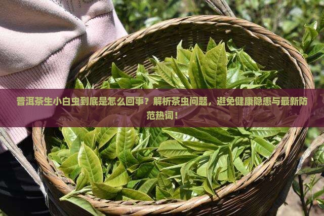 普洱茶生小白虫