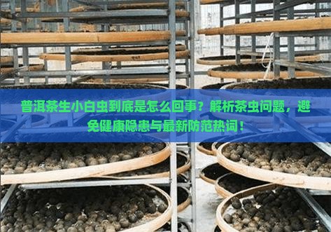普洱茶生小白虫