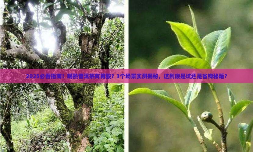喝熟普洱茶有胃酸