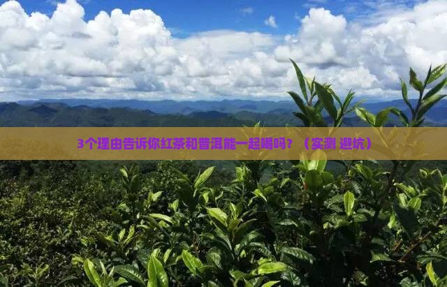 红茶和普洱可以一起喝吗