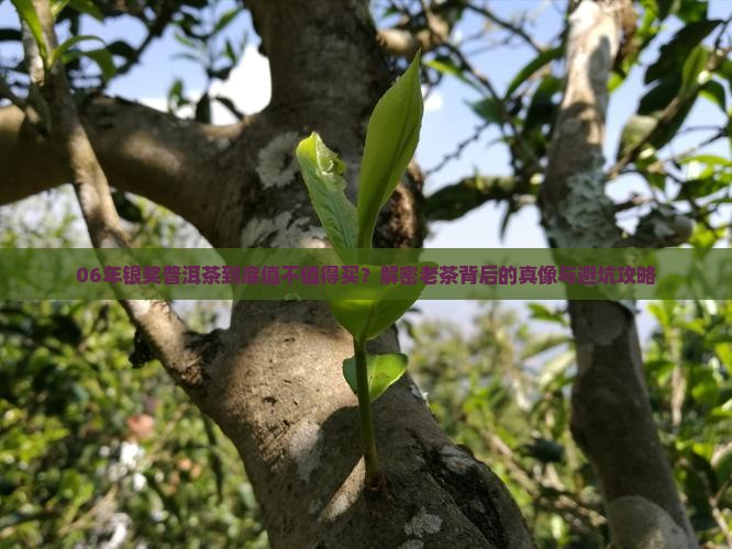 06年银奖普洱茶