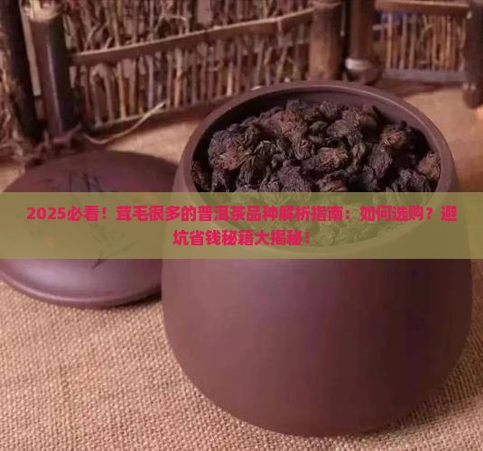 茸毛很多的普洱茶品种